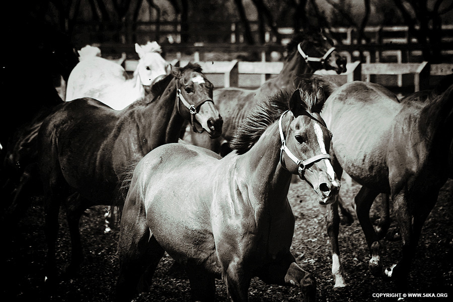 Horses I by Dimitar Hristov (54ka) Photography Portfolio